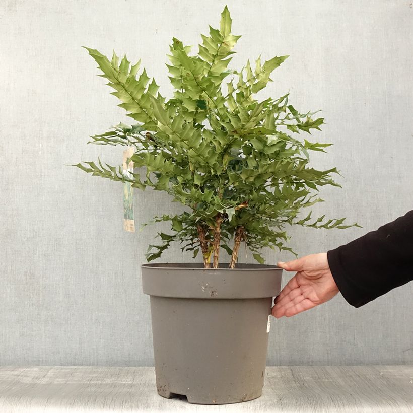 Exemplaar van Mahonia media Winter Sun Pot de 7,5L/10L zoals geleverd in de herfst