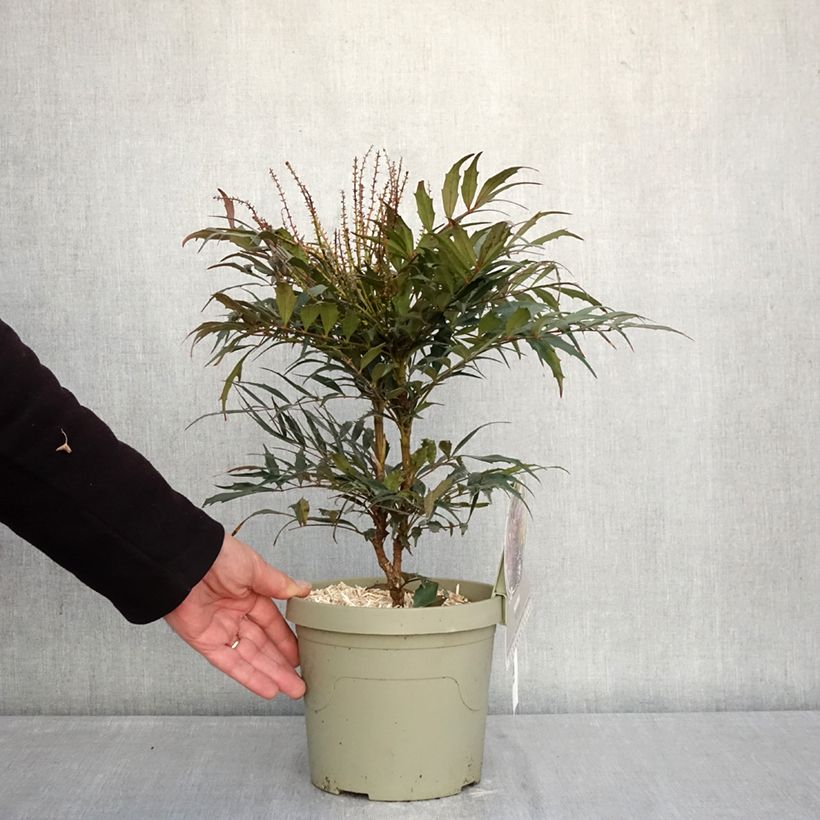 Example of Mahonia Meteor - Chinese mahoniestruik Pot van 3 l/4 l as you get in hiver