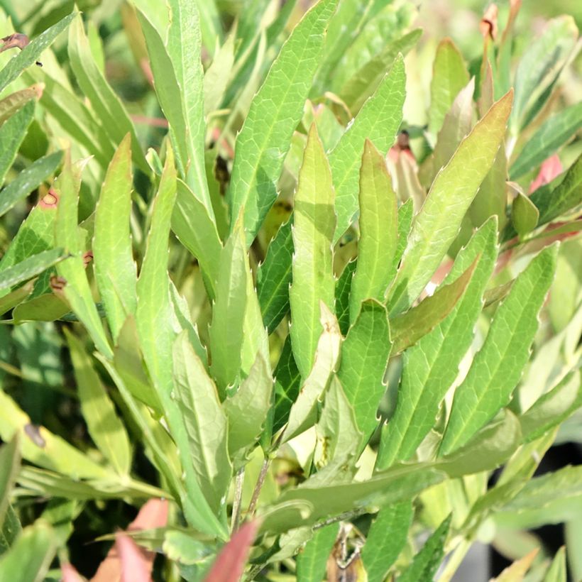 Mahonia sinensis - Mahoniestruik (Blad)