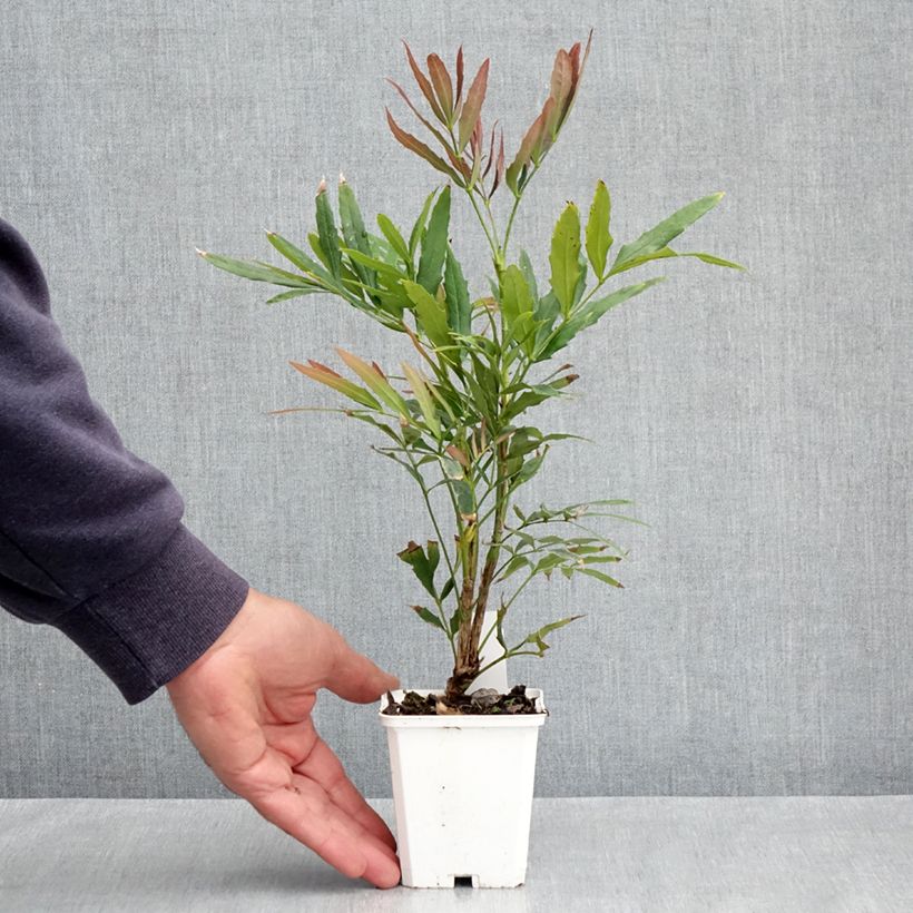 Exemplaar van Mahonia sinensis - Mahoniestruik Kweekpotje van 8/9 cm zoals geleverd in de lente