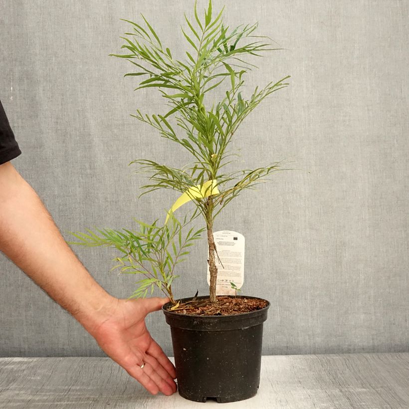 Exemplaar van Mahonia Soft Caress - Mahonie Pot van 3 l/4 l zoals geleverd in de zomer
