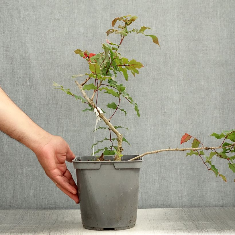 Exemplaar van Mahonia Fireflame - Mahonie Pot van 4 l/5 l zoals geleverd in de zomer