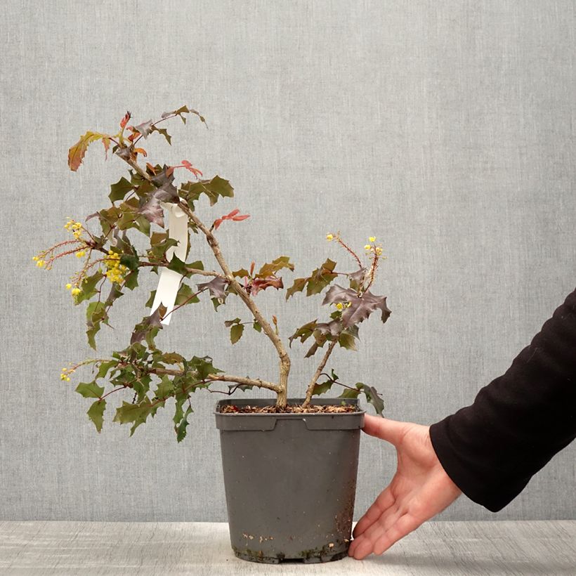 Exemplaar van Mahonia Fireflame - Mahonie Pot van 4 l/5 l zoals geleverd in de lente