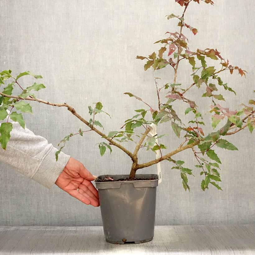 Exemplaar van Mahonia Pinnacle - Mahonie Pot van 4 l/5 l zoals geleverd in de herfst