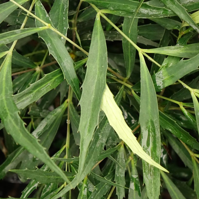 Mahonia eurybracteata Sweet Winter - Mahonie (Blad)