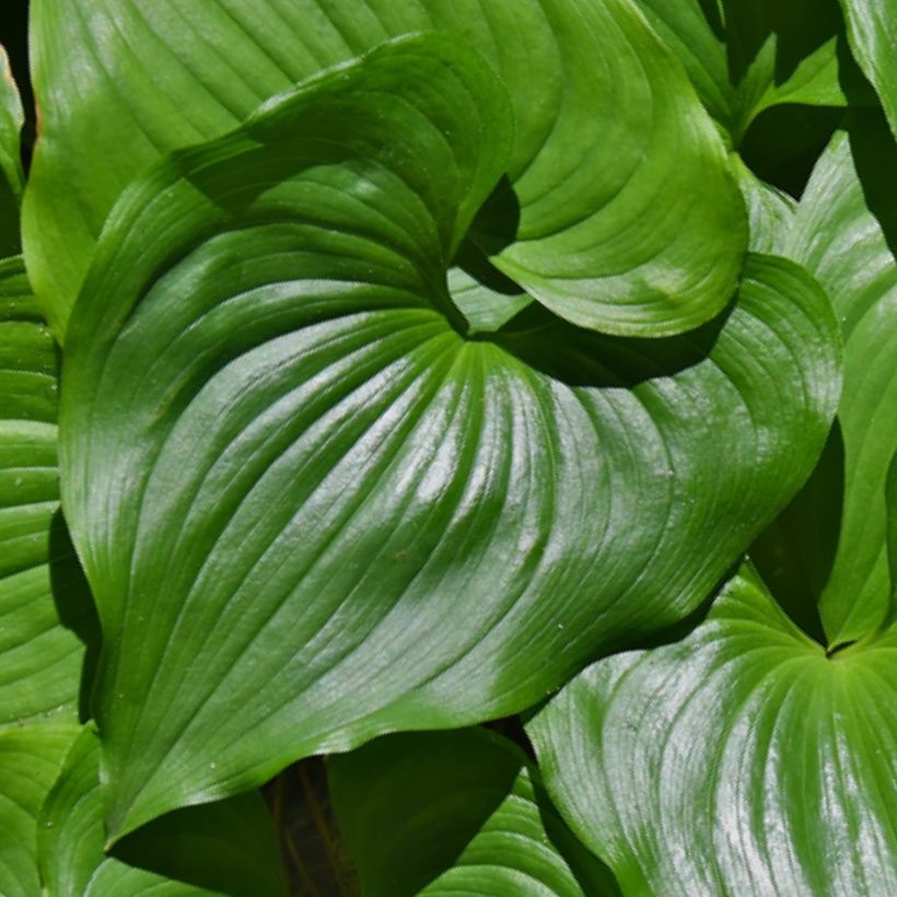 Maianthemum kamtschaticum - Dalkruid (Blad)