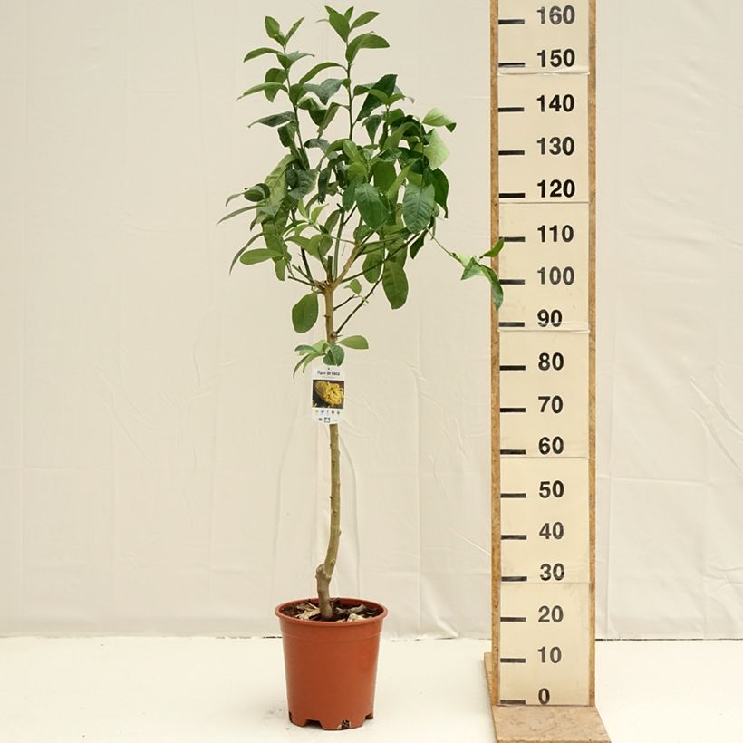 Exemplaar van Vingercitroen Boeddha's hand Pot van 7,5 l/10 l, Half-hoge stam zoals geleverd in de lente