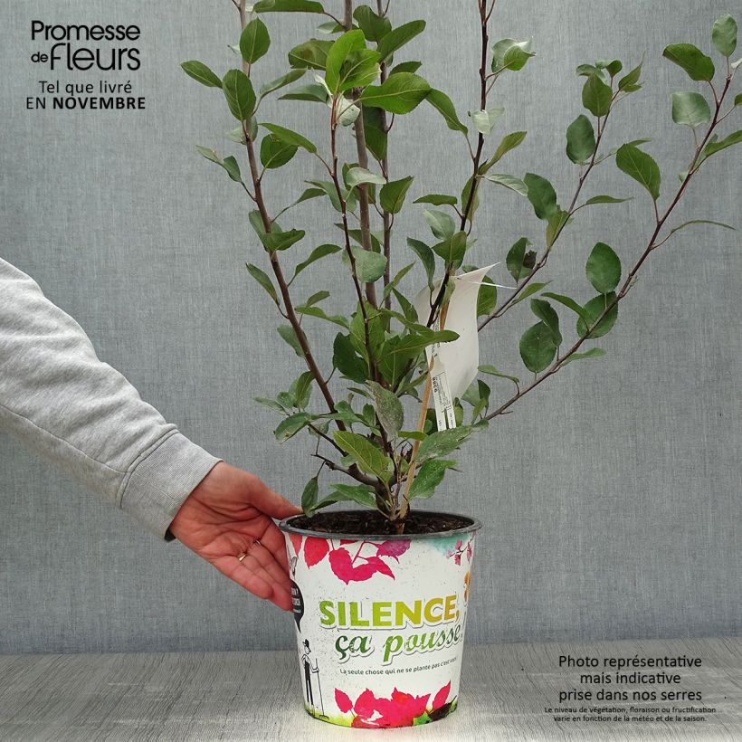 Exemplaar van Malus Appletini - Sierappel Pot van 4 l/5 l zoals geleverd in de herfst