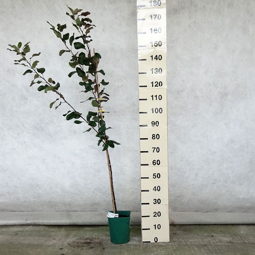 Exemplaar van Malus Appletini - Sierappel Pot van 4 l/5 l zoals geleverd in de zomer