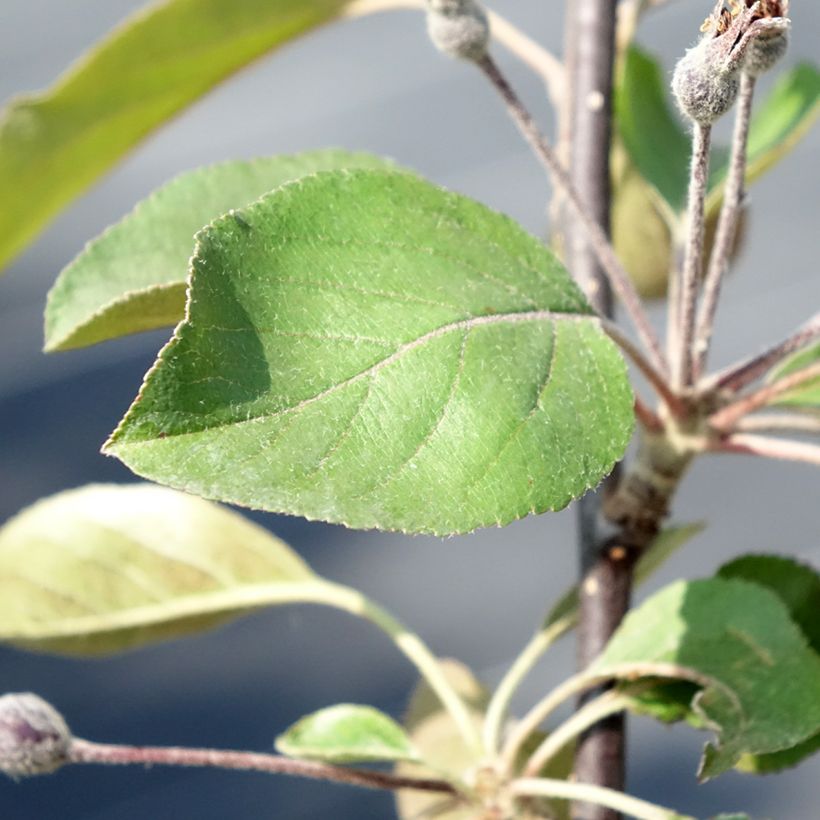 Malus Appletini - Sierappel (Blad)
