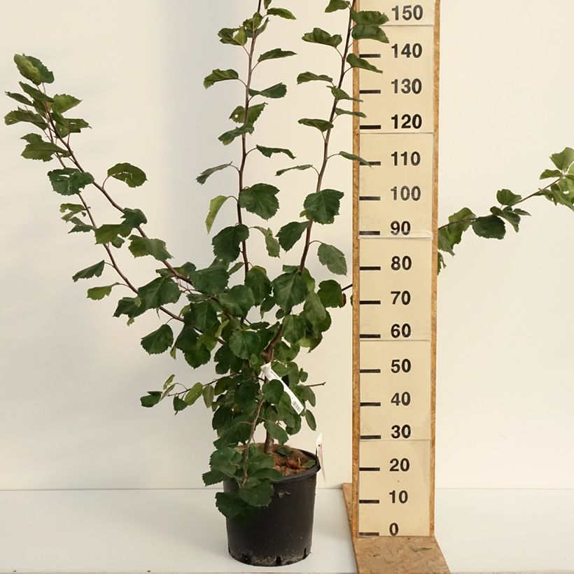 Example of Malus Brandy Magic - Sierappel Pot van 12 l/15 l as you get in ete