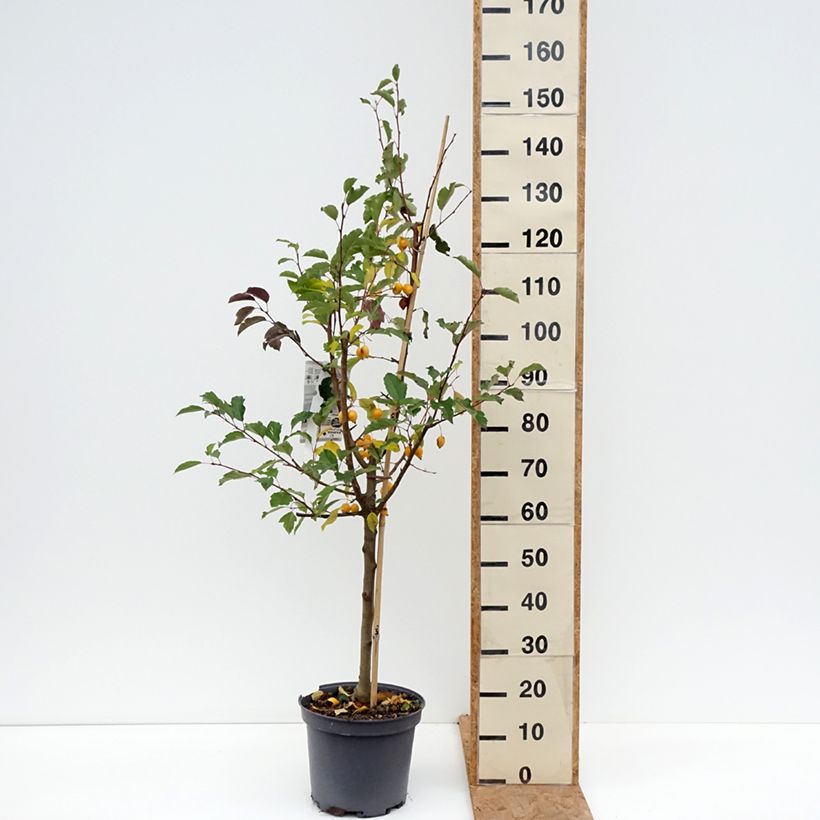 Exemplaar van Malus Comtesse De Paris - Sierappel Pot van 7,5 l/10 l, Spil / spilvorm zoals geleverd in de herfst