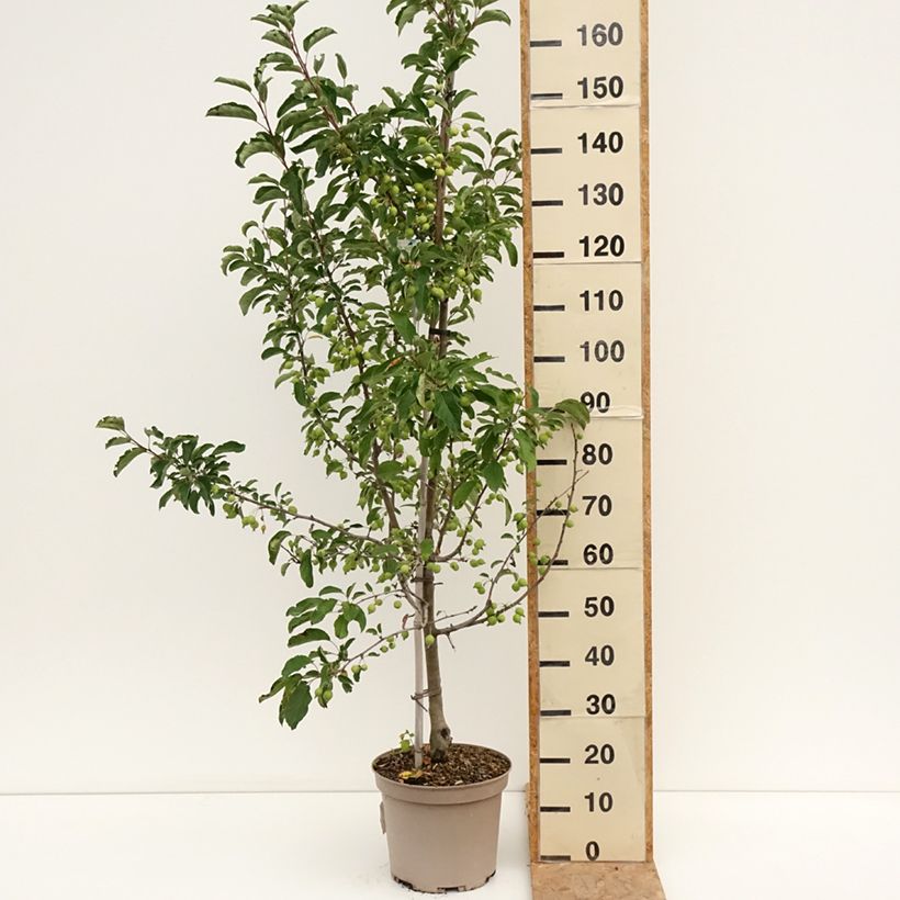 Exemplaar van Malus Comtesse De Paris - Sierappel Pot van 7,5 l/10 l, Spil / spilvorm zoals geleverd in de zomer