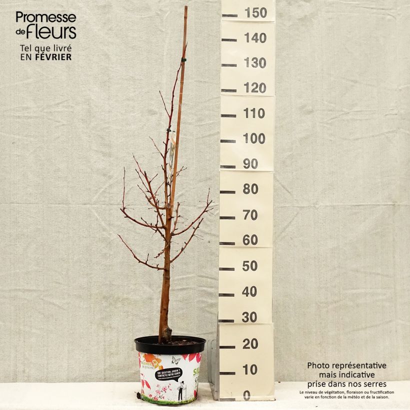 Exemplaar van Malus Comtesse De Paris - Pommier d'ornement Pot de 7,5L/10L, Fuseau, Quenouille zoals geleverd in de winter