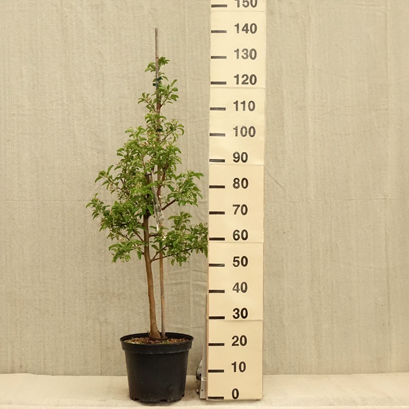 Exemplaar van Malus Comtesse De Paris - Sierappel Pot van 7,5 l/10 l, Spil / spilvorm zoals geleverd in de lente