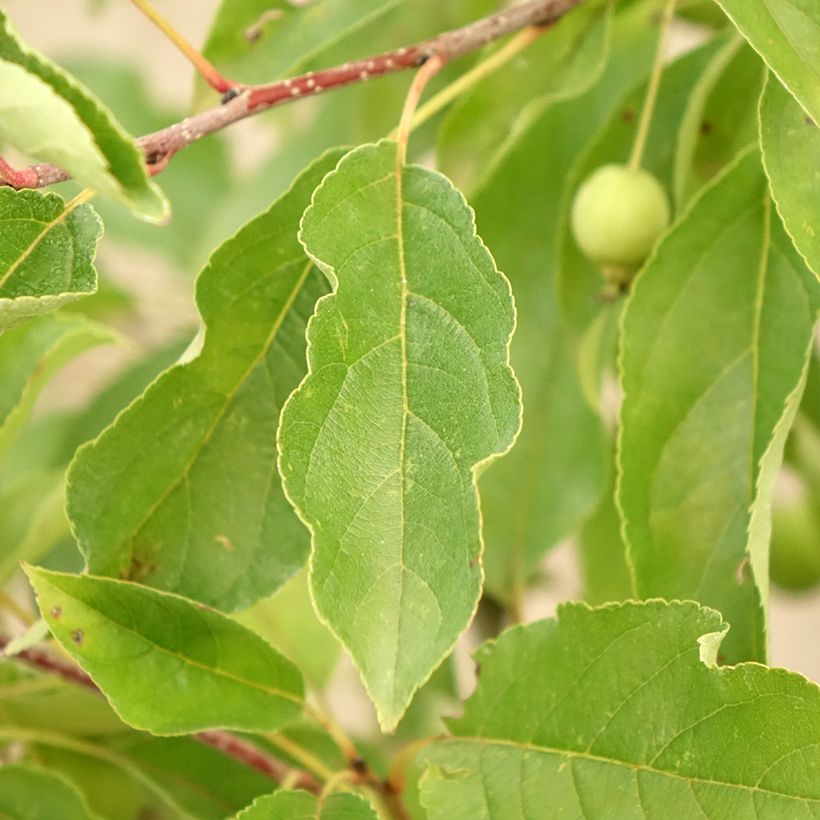 Malus Comtesse De Paris - Sierappel (Blad)