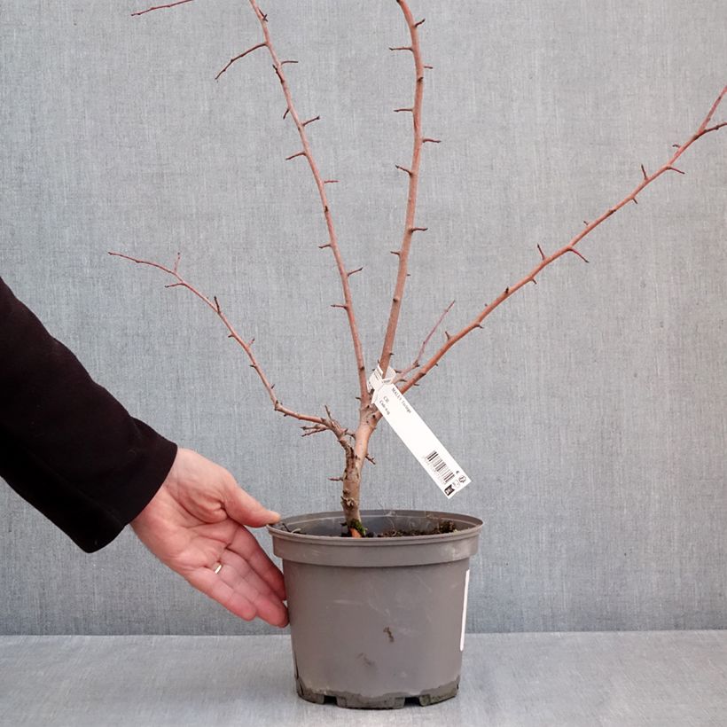 Example of Malus toringo - Sierappel Pot van 3 l/4 l as you get in automne