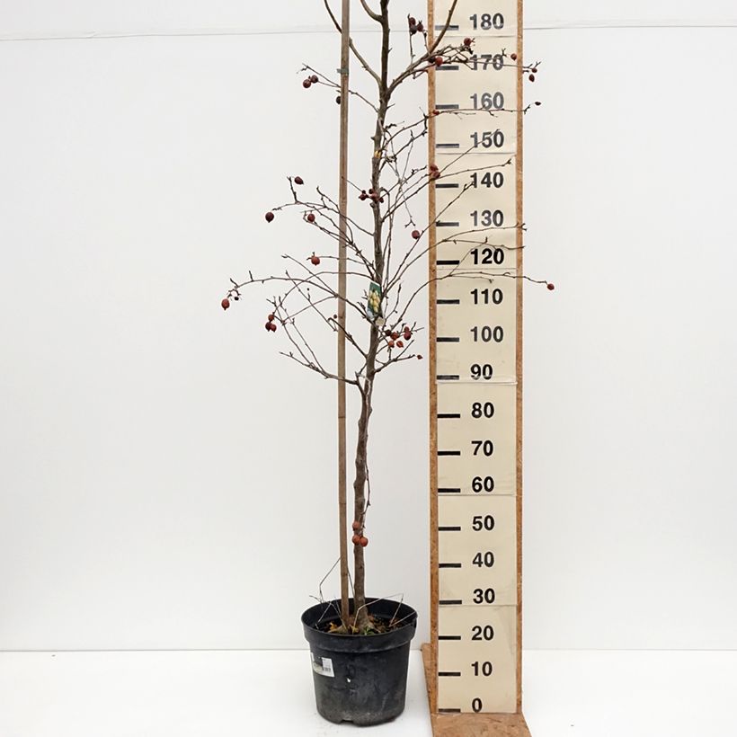 Exemplaar van Malus robusta Yellow Siberian - Appelboom Pot van 12 l/15 l zoals geleverd in de herfst