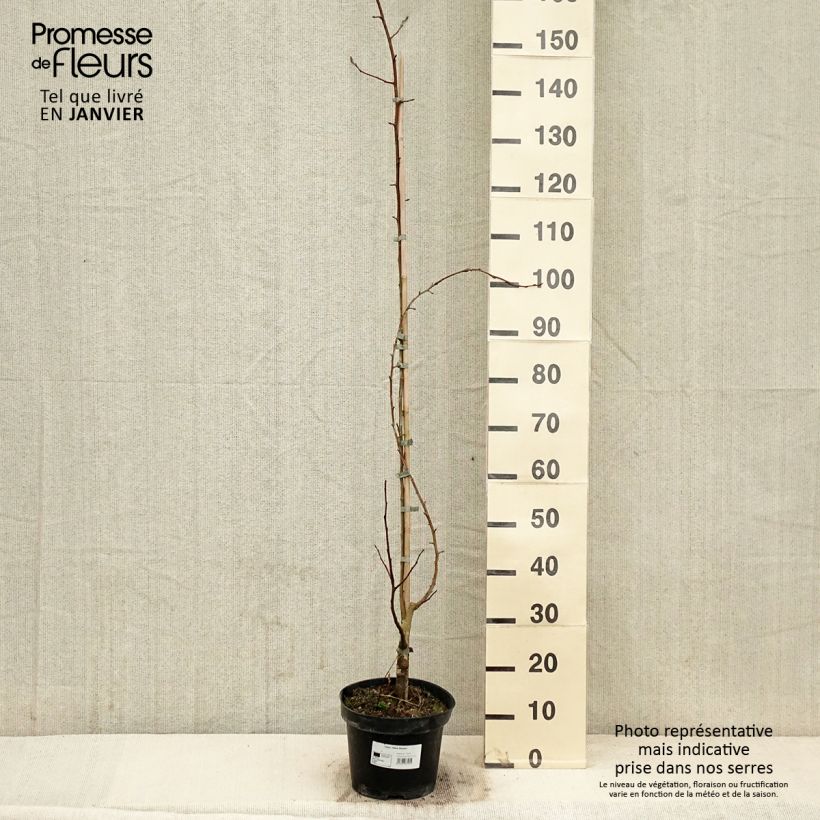 Exemplaar van Malus Yellow Siberian - Pommier d'ornement Pot de 12L/15L zoals geleverd in de winter