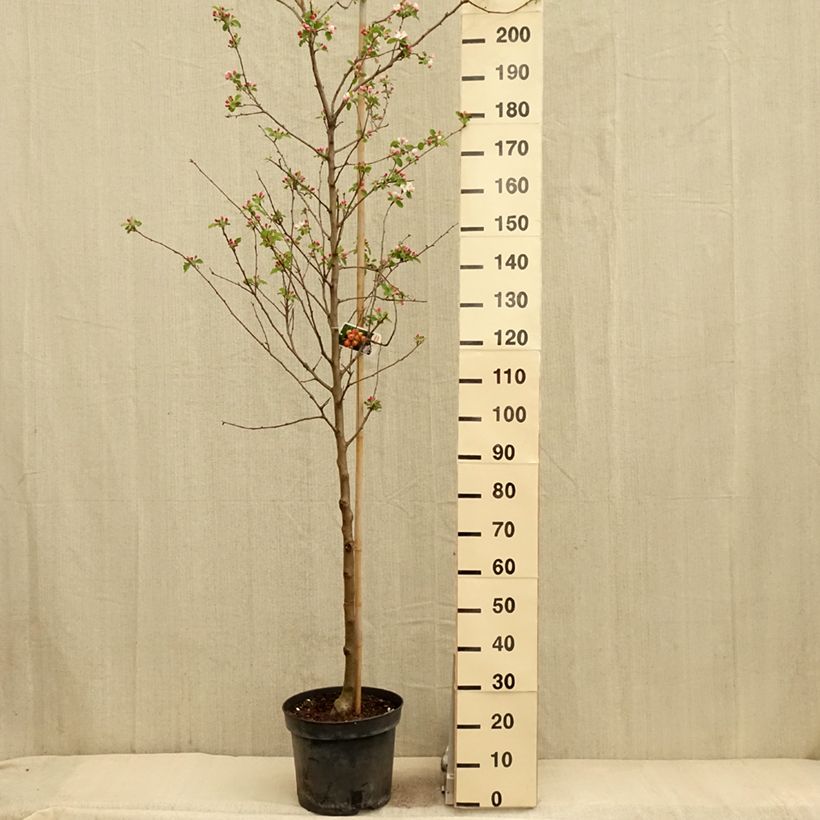Exemplaar van Malus robusta Yellow Siberian - Appelboom Pot van 12 l/15 l zoals geleverd in de lente