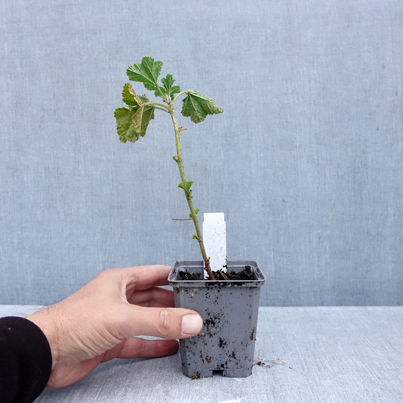 Exemplaar van Malva sylvestris Zebrina Blue - Groot kaasjeskruid Kweekpotje van 8/9 cm zoals geleverd in de herfst