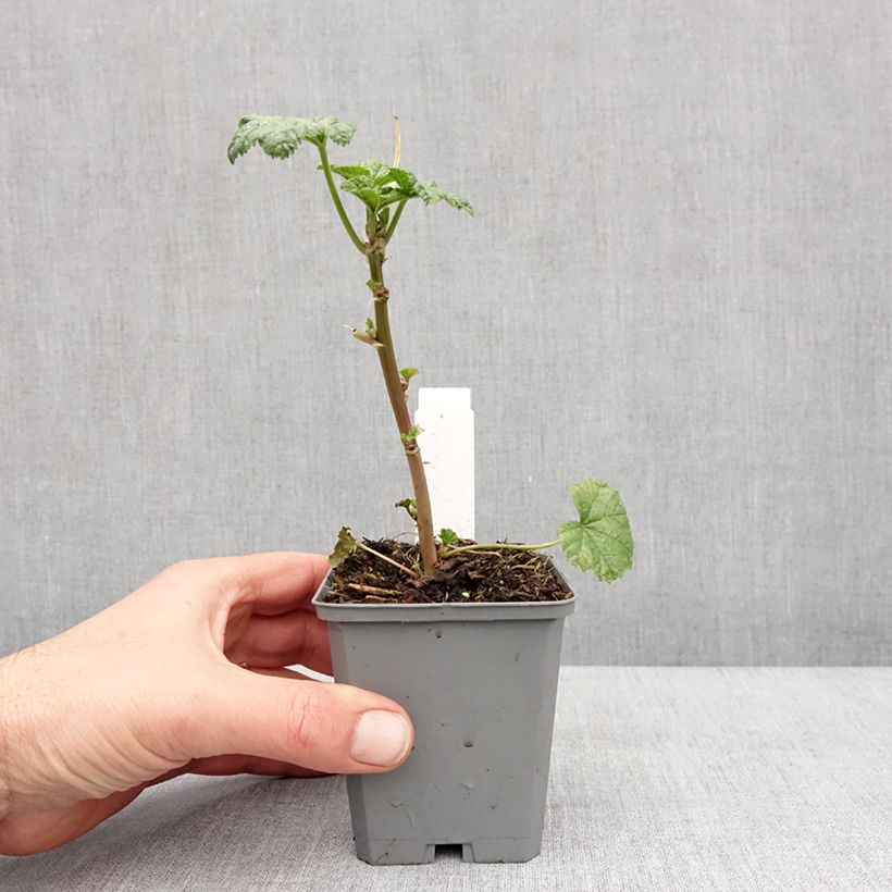 Example of Malva sylvestris Zebrina Blue - Groot kaasjeskruid Kweekpotje van 8/9 cm as you get in hiver