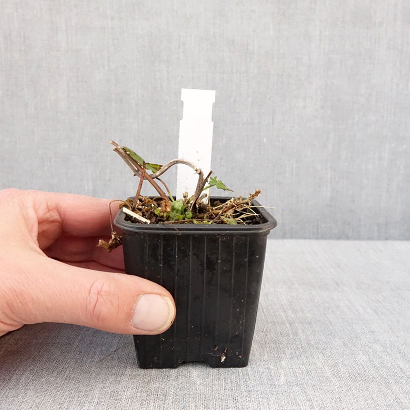 Exemplaar van Malvastrum lateritium - Lavatère rampante Godet de 8/9 cm zoals geleverd in de winter