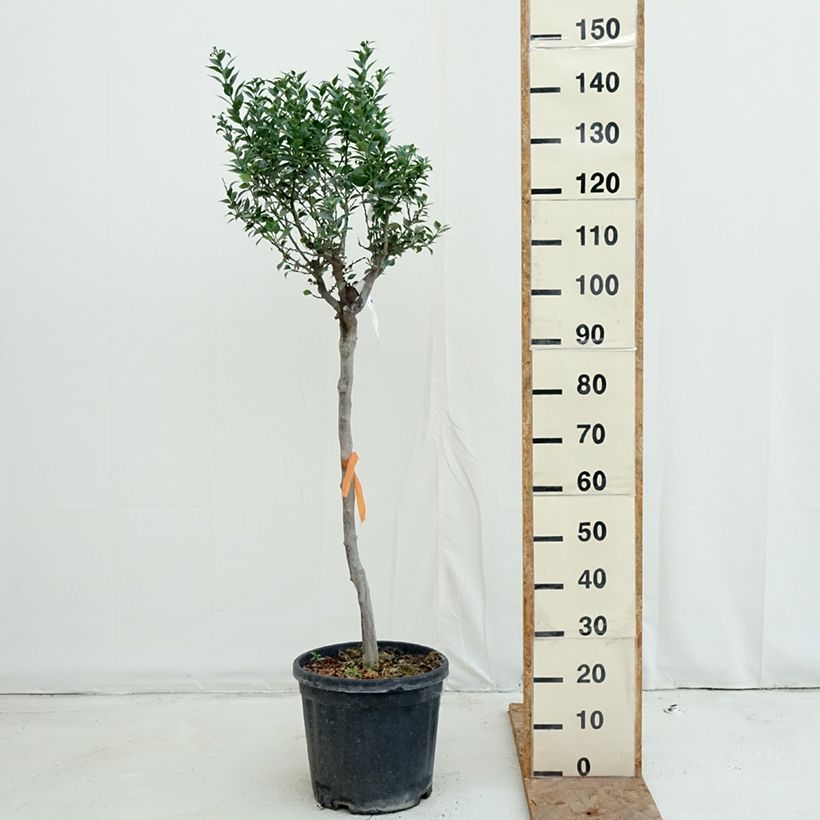 Exemplaar van Chinotto-sinaasappel - Citrus myrtifolia Pot van 18 l/20 l, Half-hoge stam zoals geleverd in de herfst