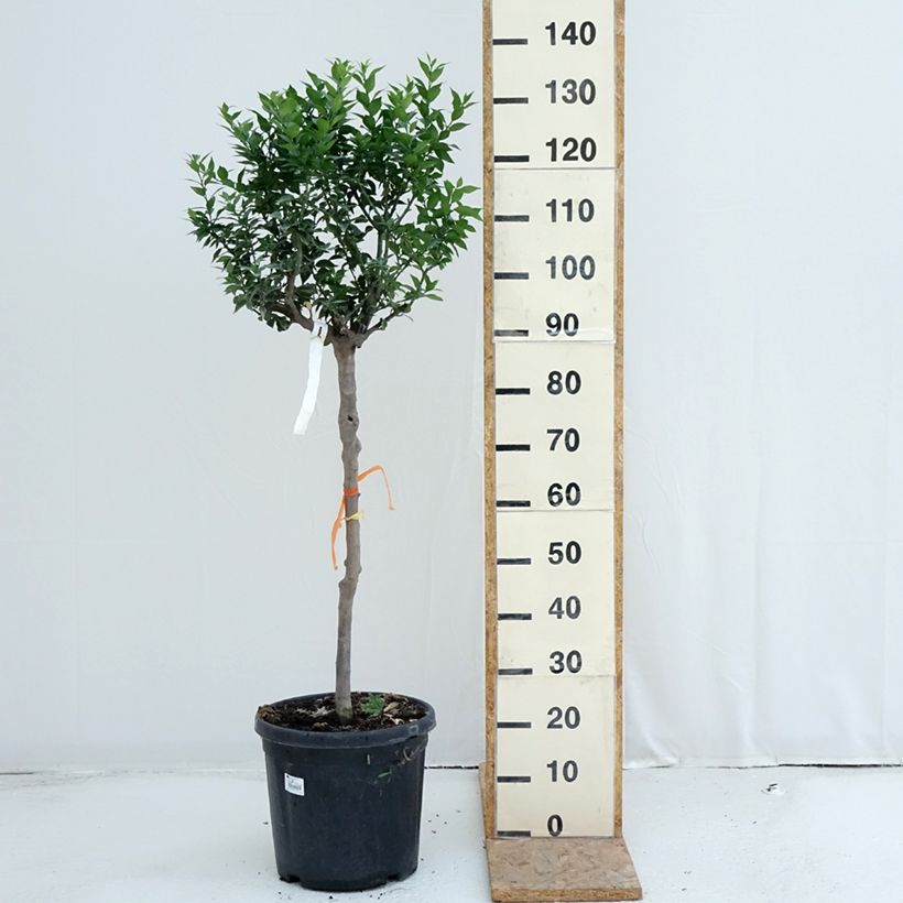 Exemplaar van Chinotto-sinaasappel - Citrus myrtifolia Pot van 18 l/20 l, Half-hoge stam zoals geleverd in de zomer