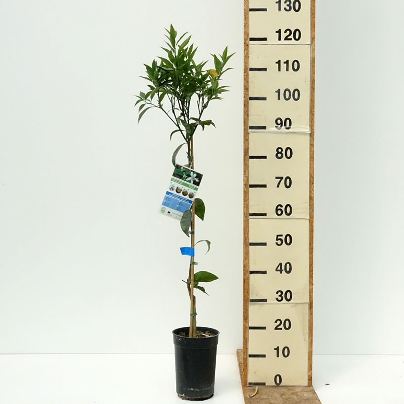 Exemplaar van Mandarijn - Citrus × deliciosa Pot van 3 l/4 l, Onderstam zoals geleverd in de zomer