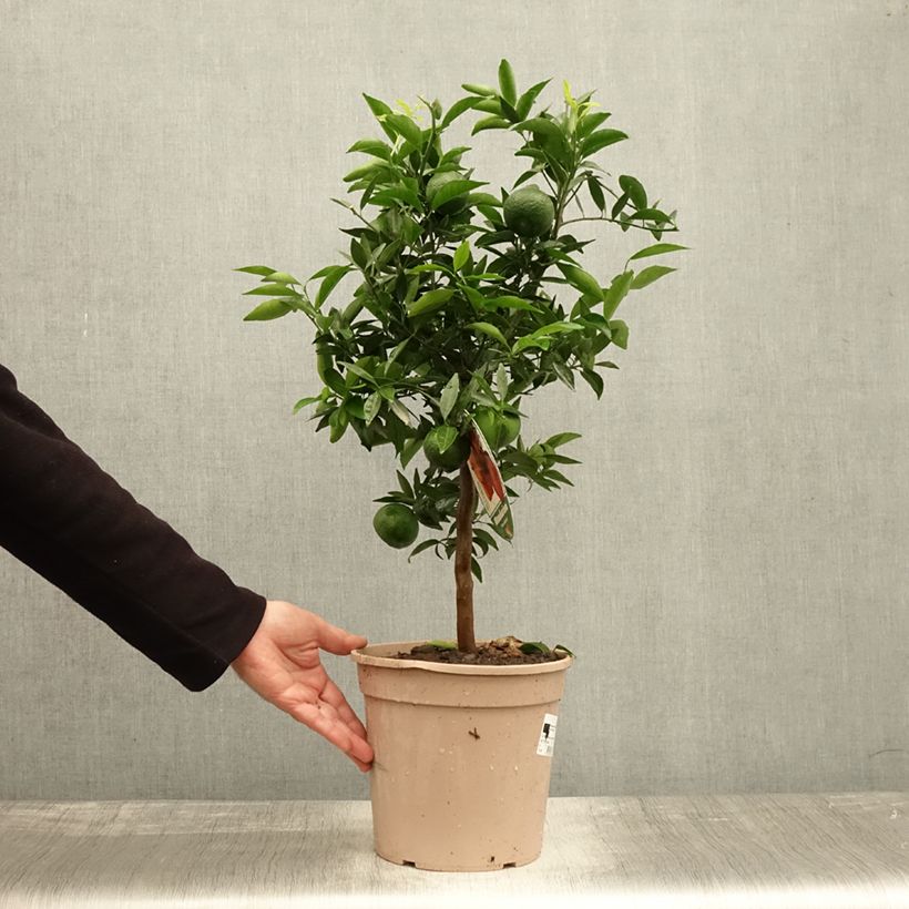Exemplaar van Mandarijn - Citrus × deliciosa Pot van 4 l/5 l, Kwartstam zoals geleverd in de herfst