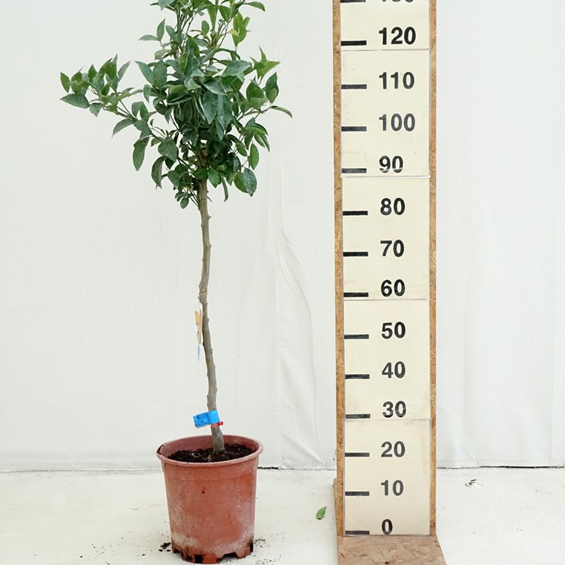 Exemplaar van Mandarijn - Citrus × deliciosa Pot van 7,5 l/10 l, Half-hoge stam zoals geleverd in de herfst