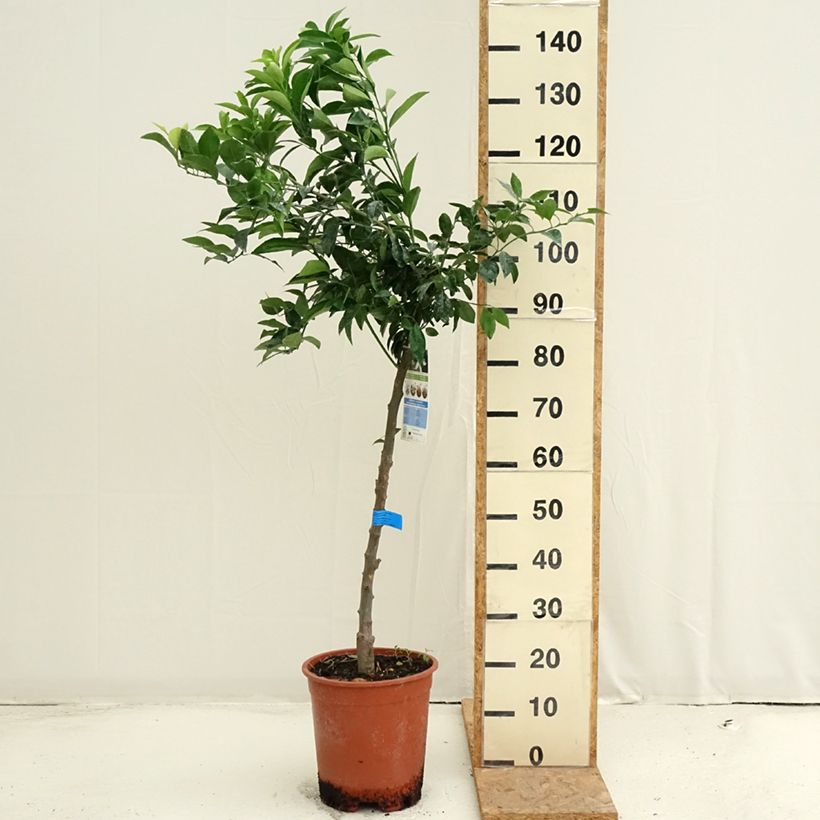 Exemplaar van Mandarijn - Citrus × deliciosa Pot van 7,5 l/10 l, Half-hoge stam zoals geleverd in de zomer