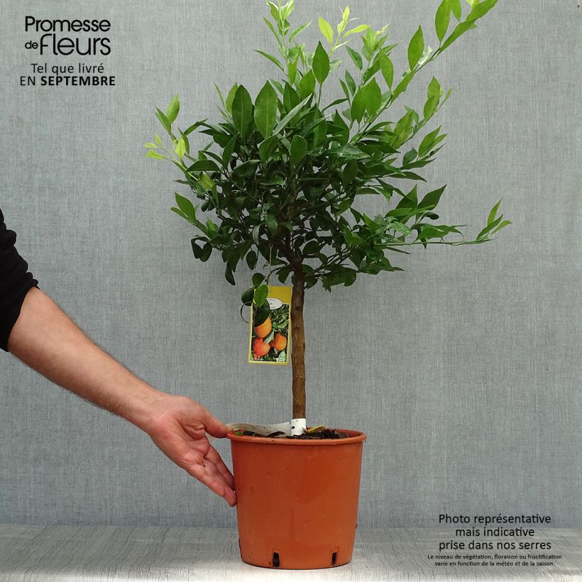 Exemplaar van Mandarijn Keraji Pot van 2 l/3 l, Struik zoals geleverd in de herfst