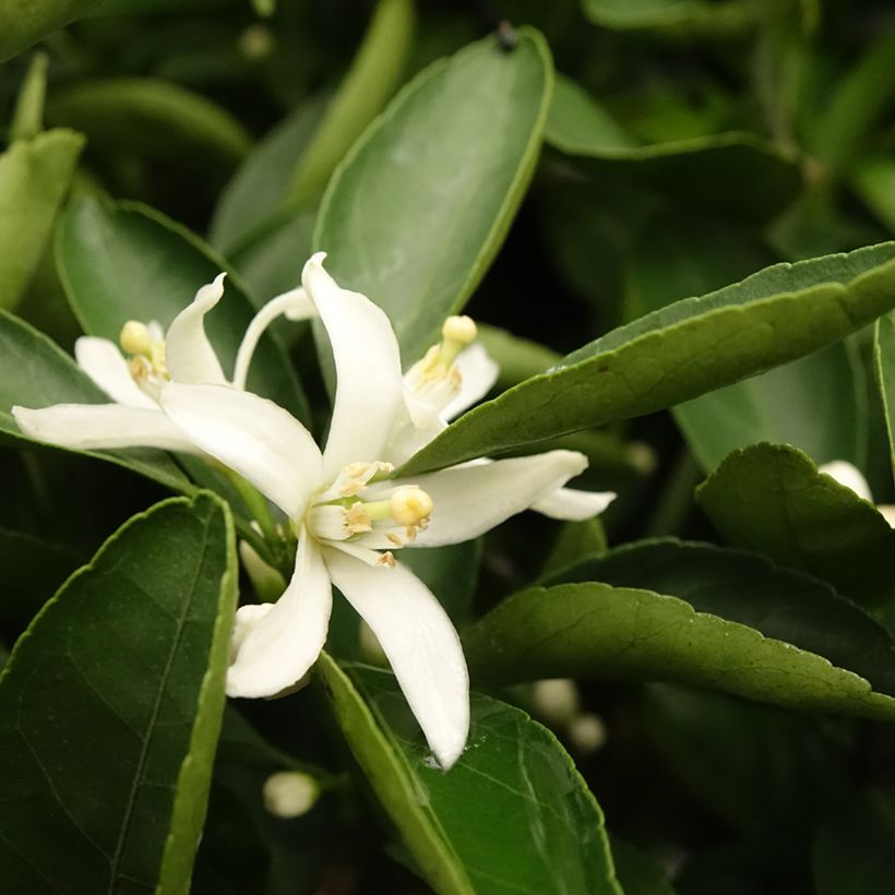 Satsuma mandarijn (Blad)
