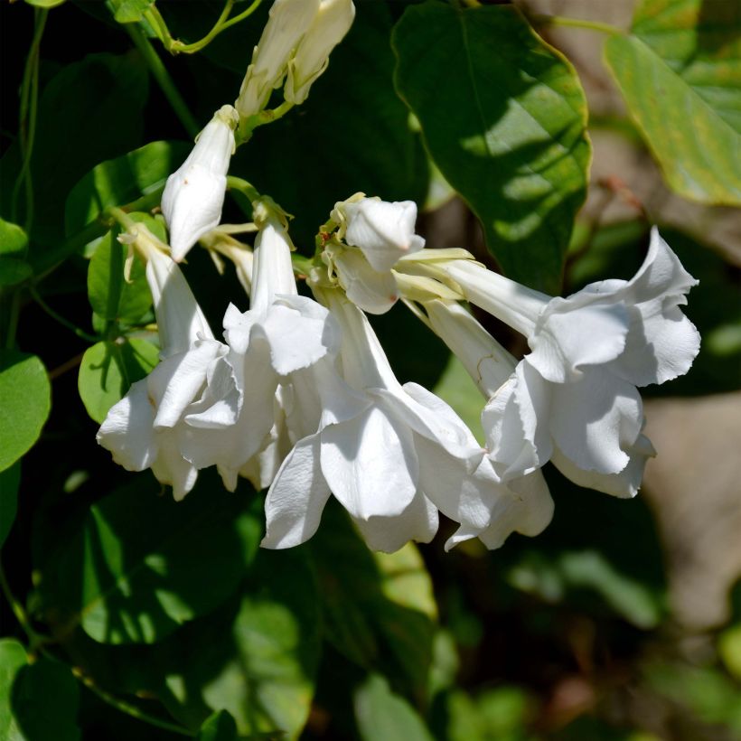 Mandevilla laxa - Chileense jasmijn (Flowering)