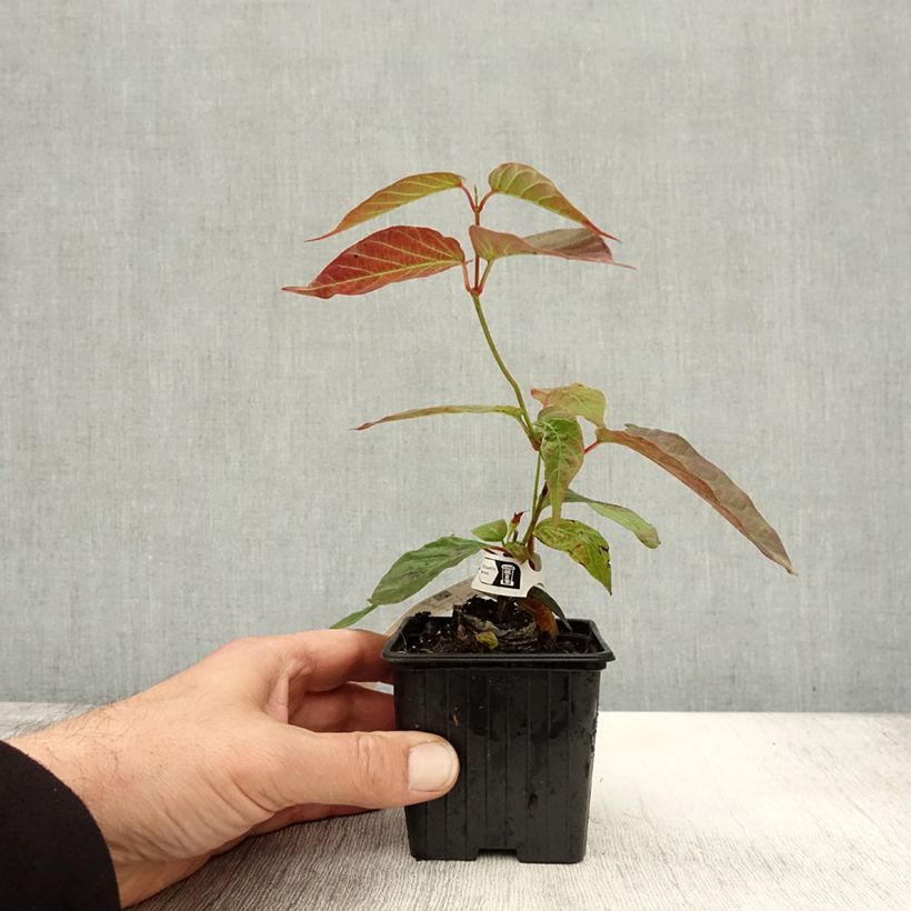 Exemplaar van Mandevilla laxa - Chileense jasmijn Kweekpotje van 8/9 cm zoals geleverd in de herfst