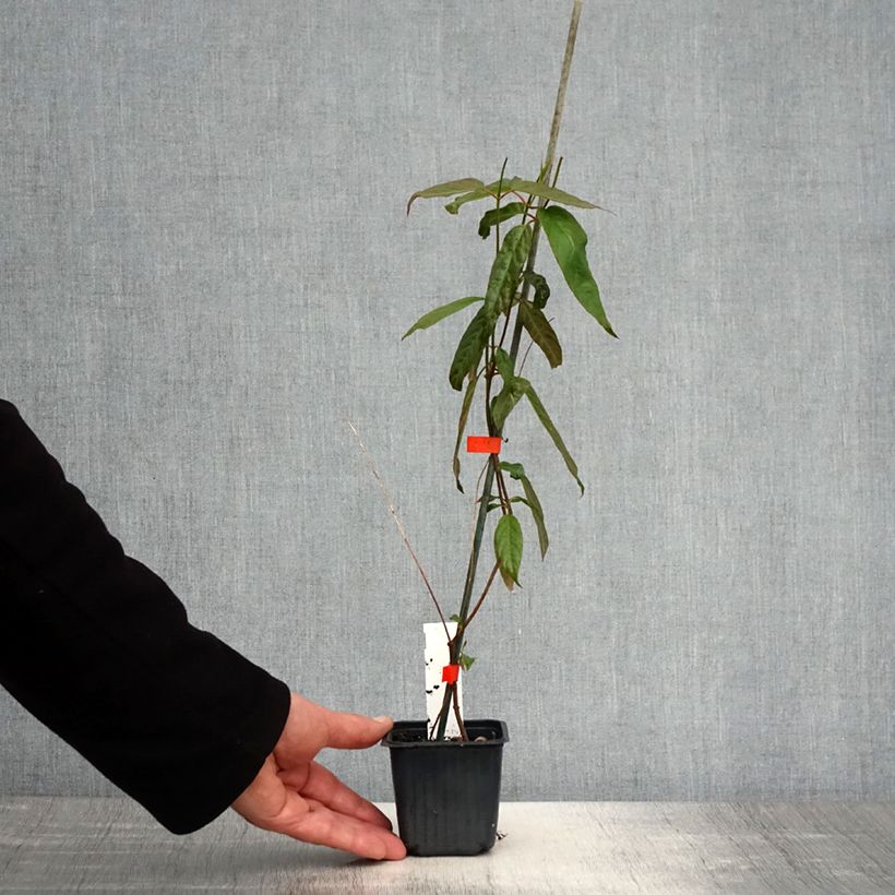 Example of Mandevilla laxa - Chileense jasmijn Kweekpotje van 8/9 cm as you get in printemps