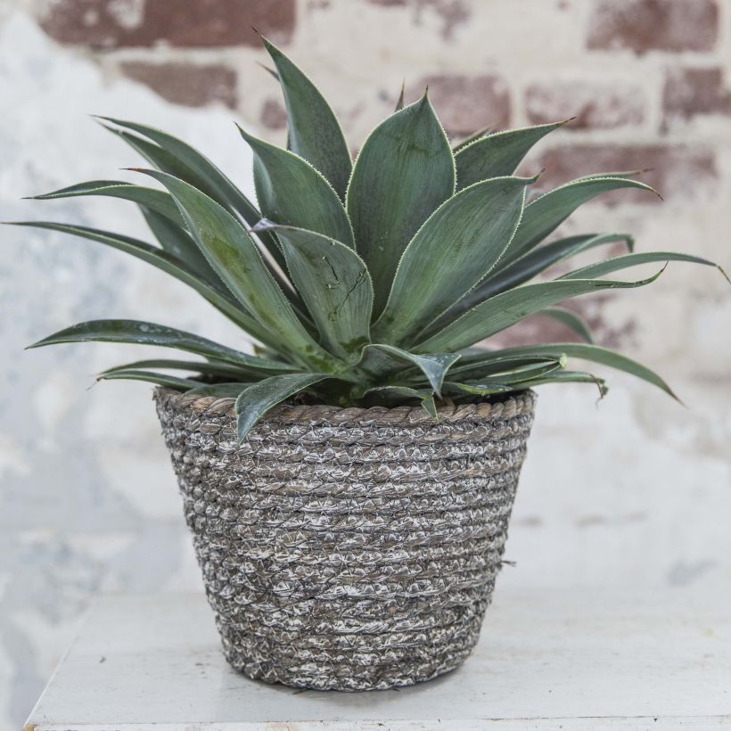 Mangave Lavender Lady (Groeiplaats)