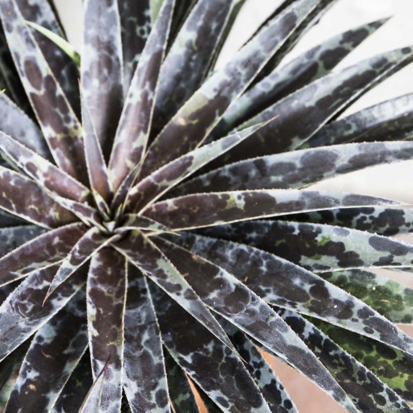 Mangave Moonglow (Blad)