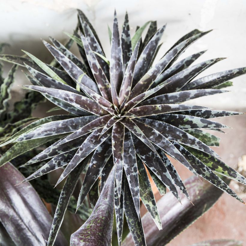 Mangave Moonglow (Groeiplaats)