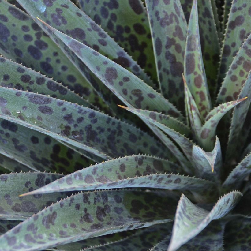 Mangave Pineapple Express (Blad)