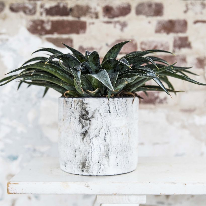 Mangave Pineapple Express (Groeiplaats)