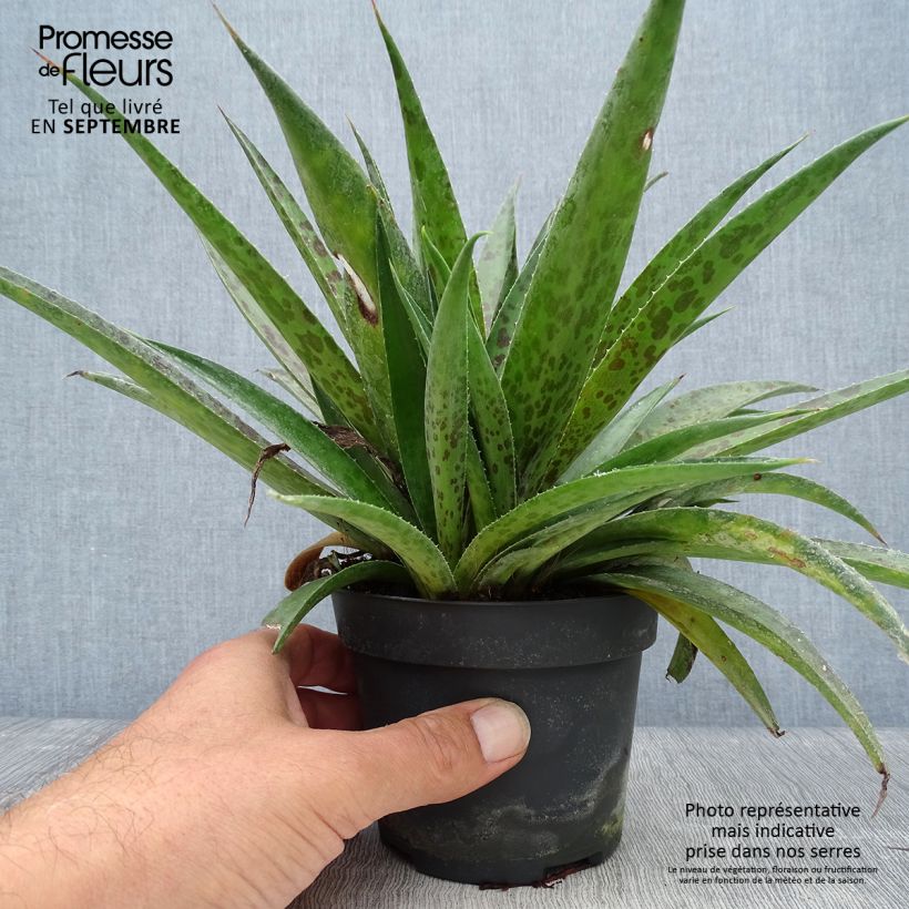 Exemplaar van Mangave Pineapple Express Pot van 1 l/1,5 l zoals geleverd in de herfst