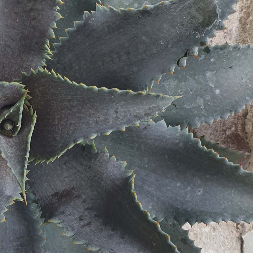 Mangave Silver Fox (Blad)