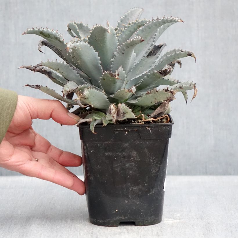 Exemplaar van Mangave Silver Fox Pot van 1 l/1,5 l zoals geleverd in de winter