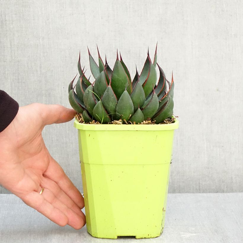 Exemplaar van Mangave Praying Hands Pot van 3 l/4 l zoals geleverd in de herfst