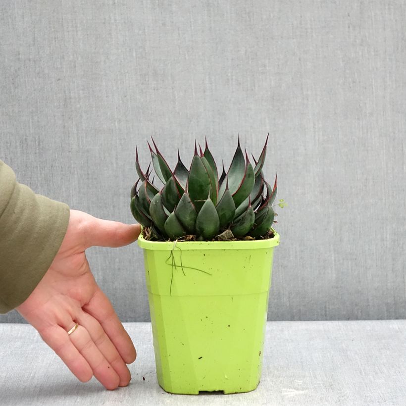 Exemplaar van Mangave Praying Hands Pot van 3 l/4 l zoals geleverd in de winter