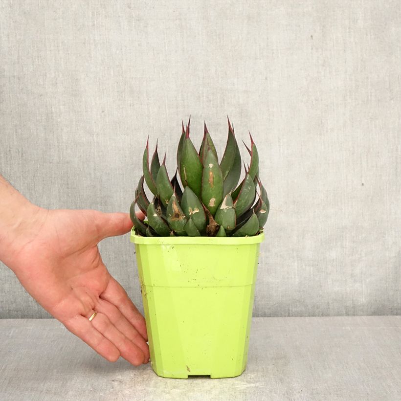 Exemplaar van Mangave Praying Hands Pot van 3 l/4 l zoals geleverd in de lente