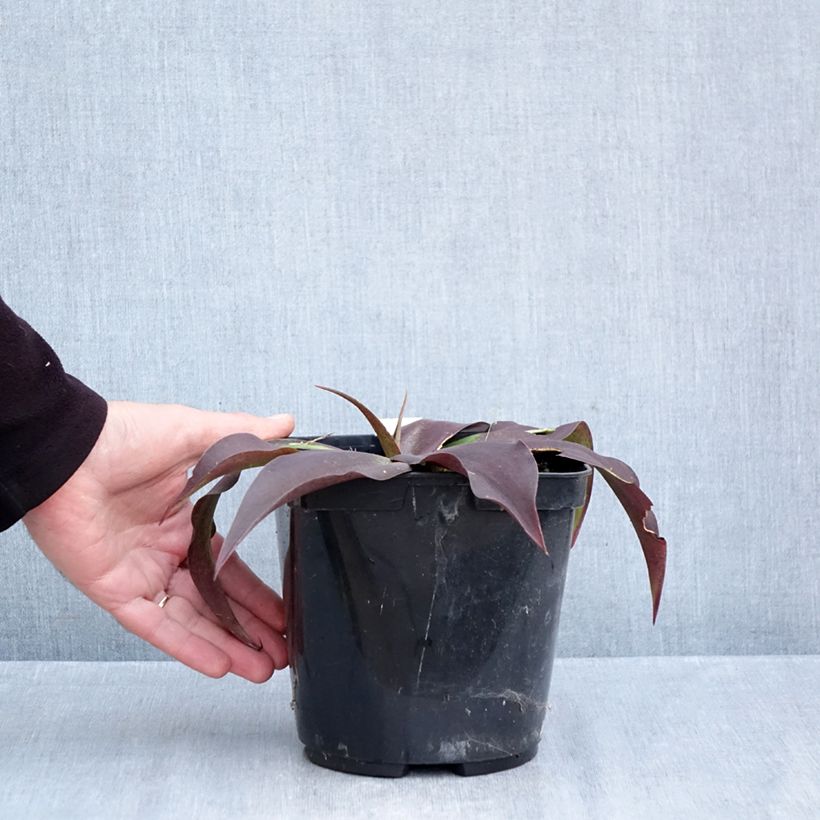 Exemplaar van Mangave Purple passion Pot van 3 l/4 l zoals geleverd in de herfst